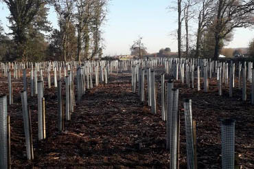 Small planted trees at Big Wood