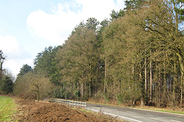 Large overgrown pines near road in Big Wood