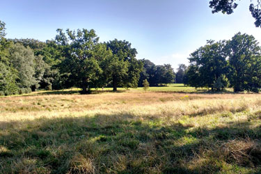 Trees and meadow at Lily Hill Park