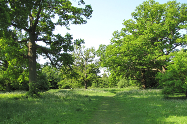 Trees and meadow at Popes Meadow