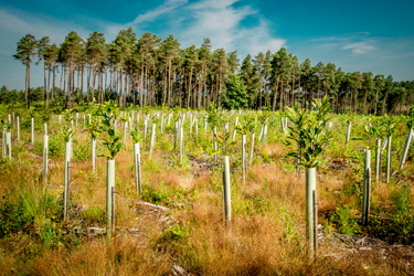 Swinley Forest older trees and planted younger trees