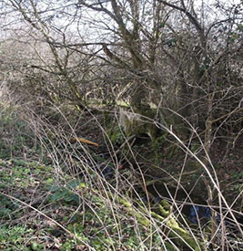 Image of overgrown ditch