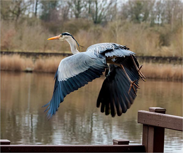 A bird taking off over a pond.