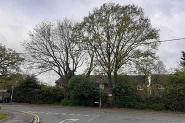 Bay road street tree consultation