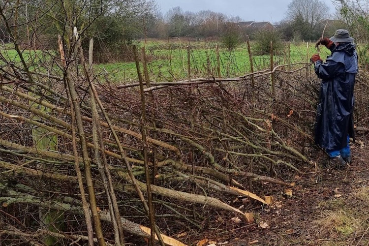 A person wearing a long, dark raincoat and hat weaves a natural hedge on the edge of a field.