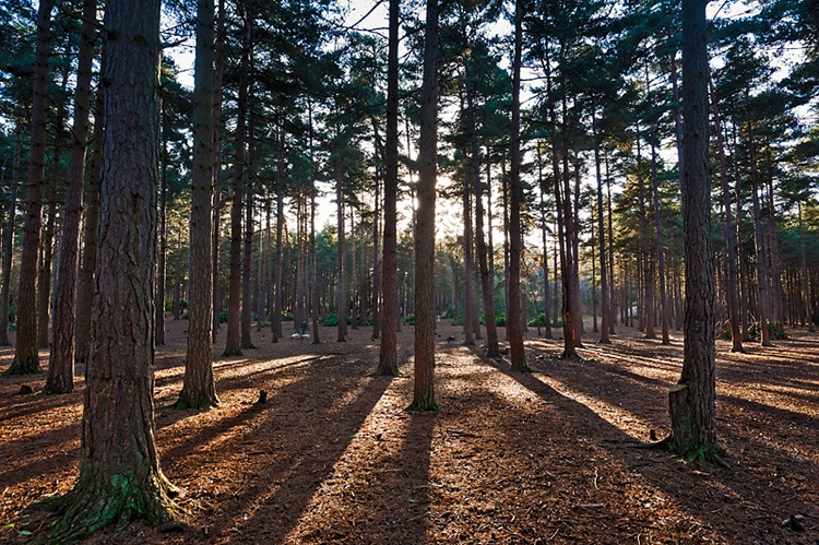 Pine tree forest with sun shining through trees, casting shadows