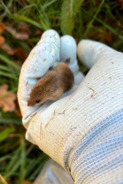 A close up of someone's hand in a white glove holding a harvest mouse.