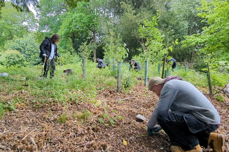 Man crouching down in a clearing a wooded area. He is planting. 