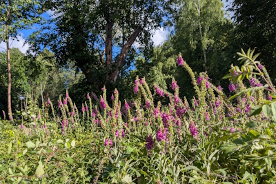 A field full of tall, pink foxgloves.