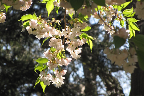 A close up of a fruit tree in blossom.