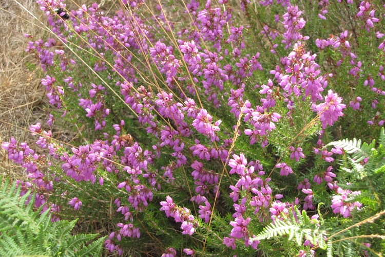 Pink bell heather