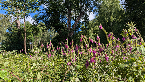Pink wildflowers and green trees at South Hill Park