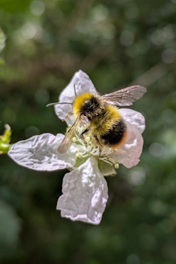 An early bumblebee collects pollen from a pale pink blossom.
