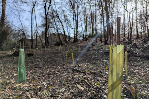 New trees being planted at South Hill park.