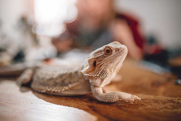 Bearded dragon reptile with head up, resting on a wooden table