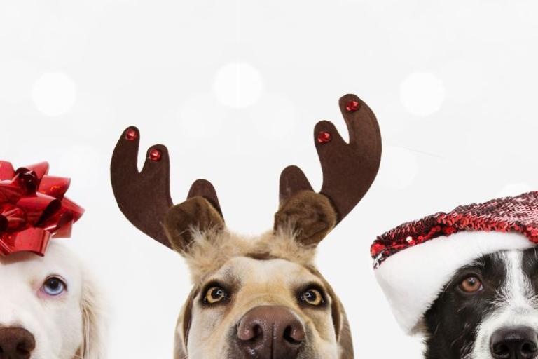 dogs with santa hats