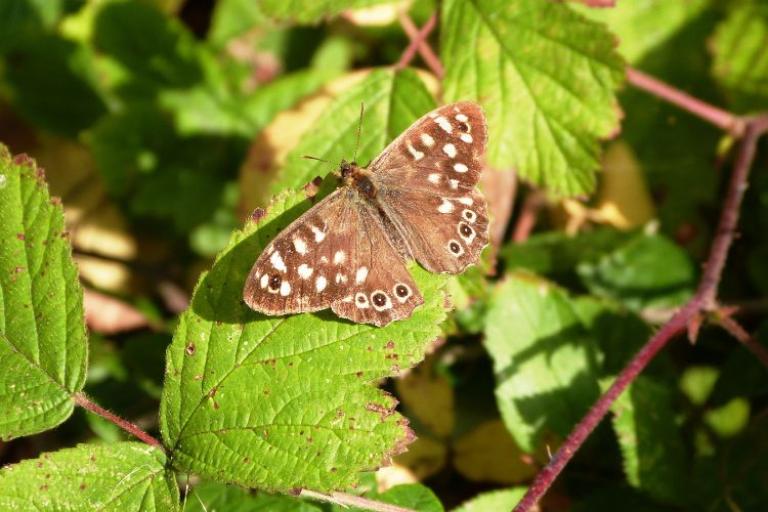 butterfly on a leaf