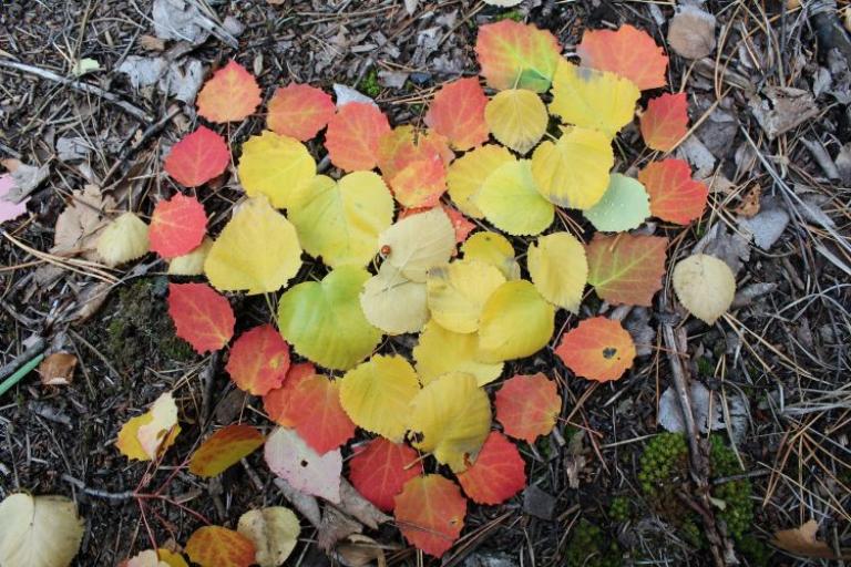 Autumn leaves in reds, greens and yellows on a forest floor in the shape of a heart 