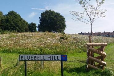 Bluebell Hill