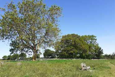 Grass with trees in background