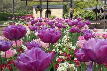 Flowers in bloom in the cemetery and crematorium gardens. 