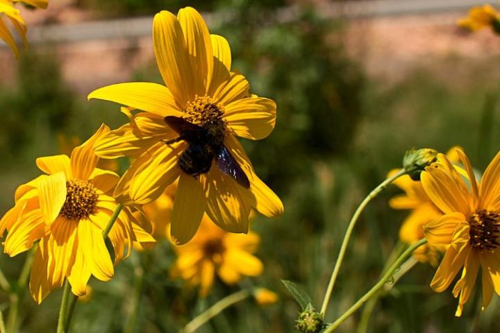 Bee on a golden flower in the garden
