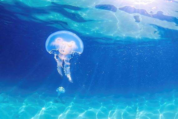 Jellyfish under the sea surface with sunlight streaming through the water