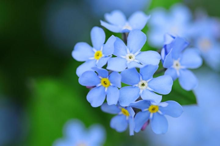 Forget me not flowers