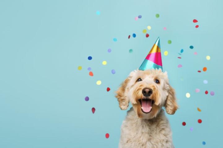 dog in party hat with confetti