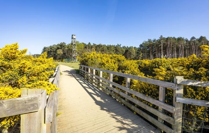 A wooden bridge running through healthland with gorse in yellow flower either side of it