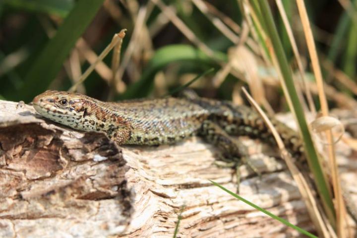 A common lizard sits sunning itself on a log. The lizard has a long, slender body with a pale brown belly and a dark brown back, covered in spots.
