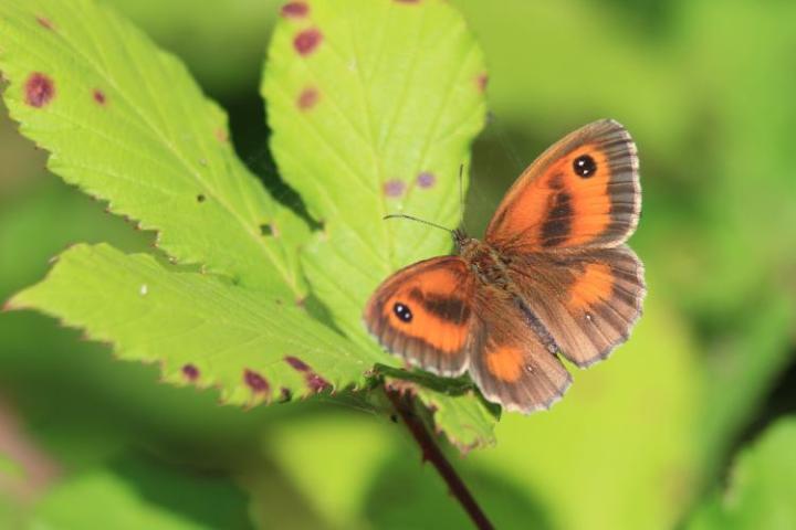 A gatekeeper butterfly sits on a green leaf. The butterfly has orange wings with brown edging, and two dark brown "eyes" on the tip of its wings.