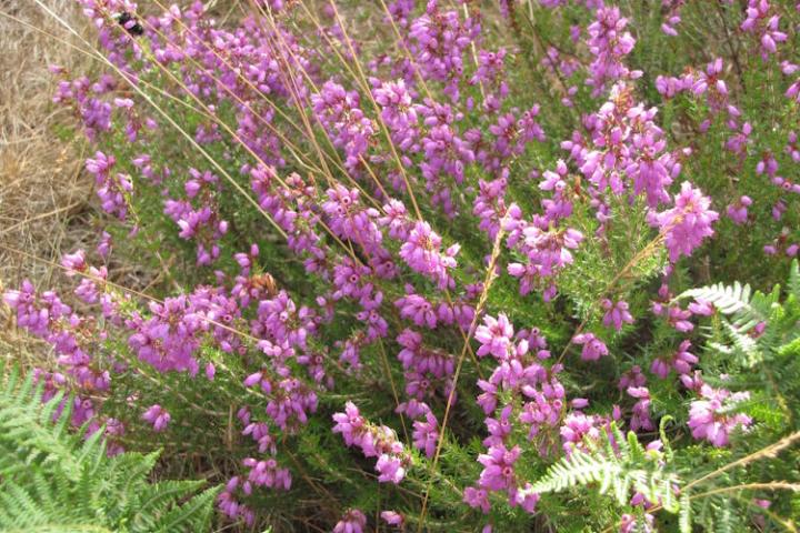 A close-up of purple bell heather.