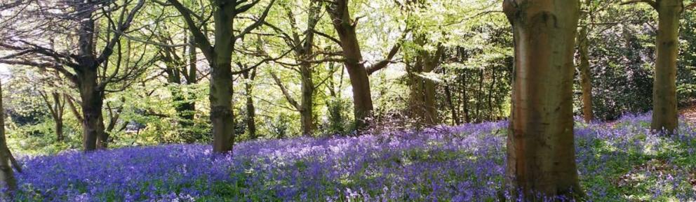 Bluebells in ancient woodland