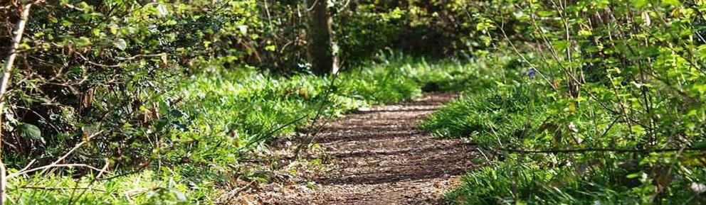 Whitegrove Copse