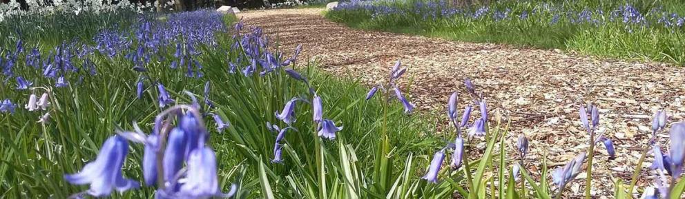 Close-up of bluebells