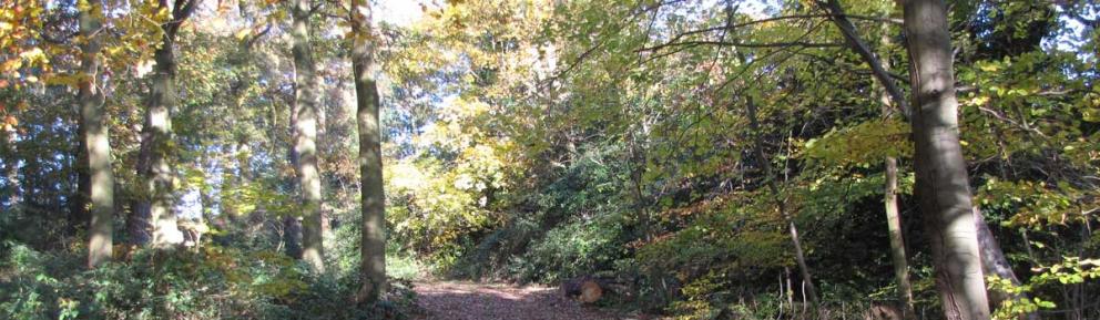 Forest with sun shining through