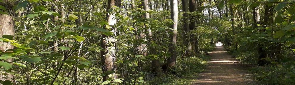 Pathway through woodland