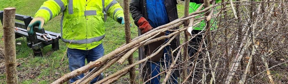 Three people in outdoor work clothing weave long branches between upright wooden stakes to create a natural hedge