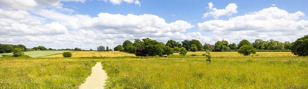 Meadow with a path running through it and a blue sky