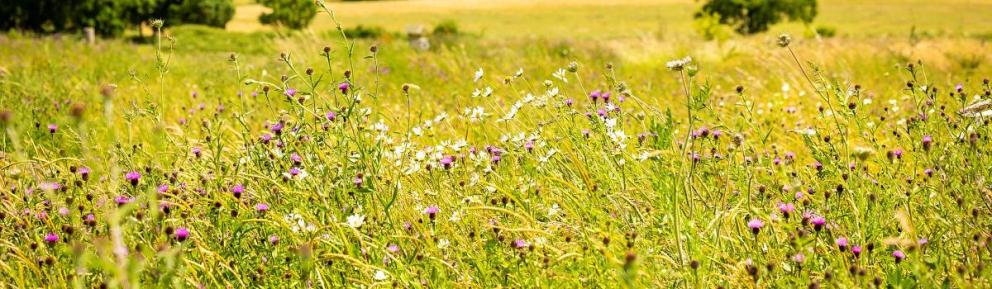 A close up of Frost Folly meadow, full of colourful wildflowers.