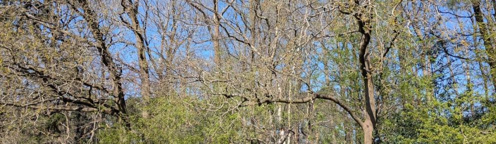 Woodland against a bright blue sky.
