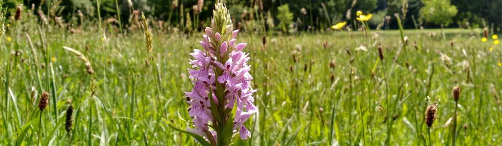 Pink wildflower orchid in a meadow