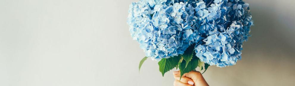 Hand holding a bouquet of blue flowers