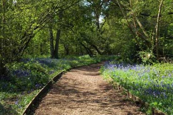 Wooded walkway in Cabbage Hill