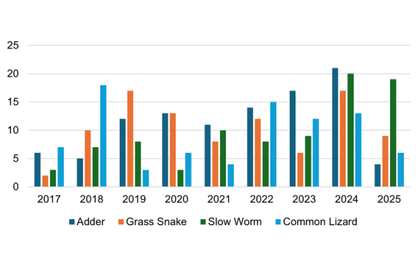 A bar chart showing the number of reptiles recorded at Caesar's Camp.