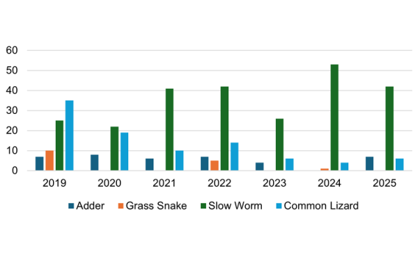 A bar graph showing the number of reptiles recorded at Wildmoor Heath