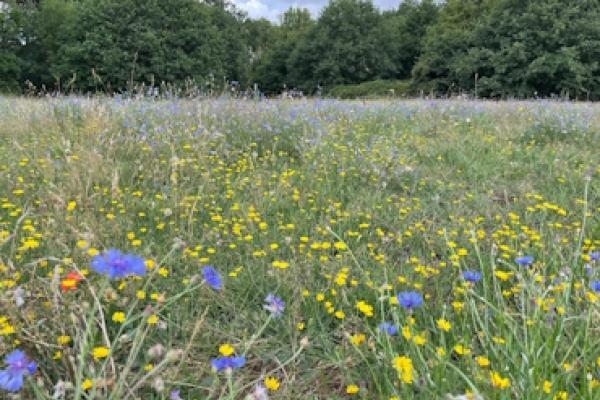 A thriving wildflower meadow at Pope's Meadow.