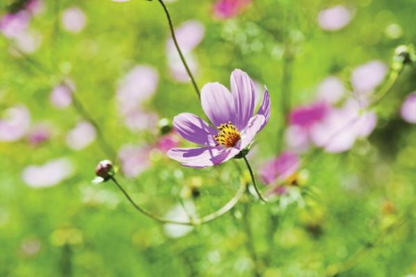 pink wild flower in a meadow