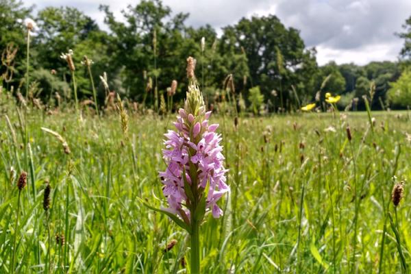 A wild orchid in a field of grass.